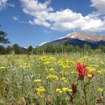Wildflowers in a field at the Rocky Mountain National Park site