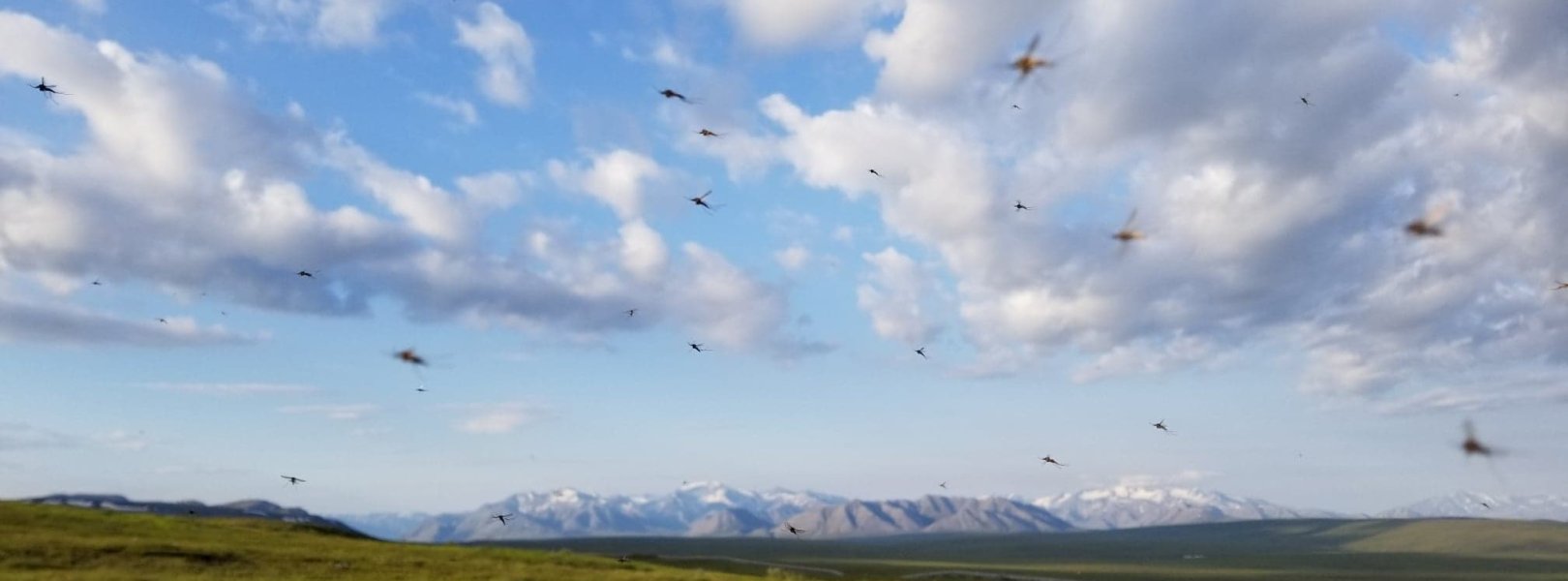 Mosquitos flying in a field with mountains in the background